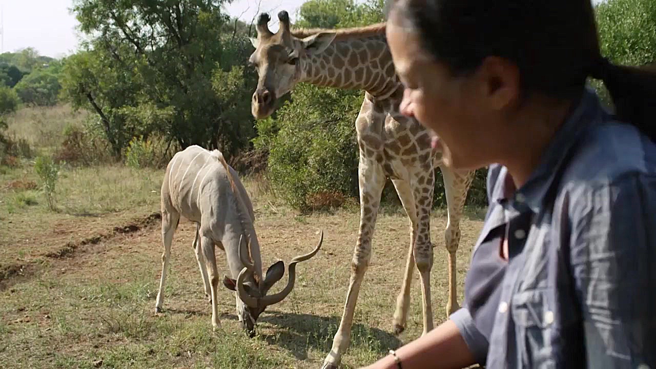 مستند دنیای حیوانات  عشق عجیب...