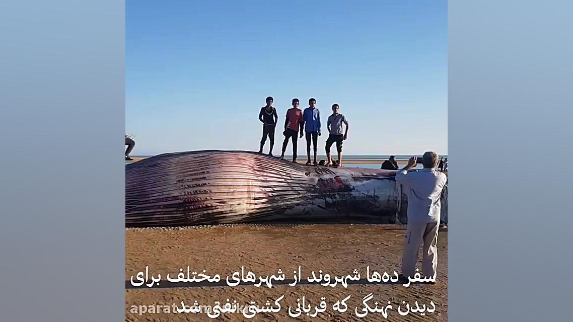 لاشه نهنگ ساحل لیلتین‌ جاذبه گ...