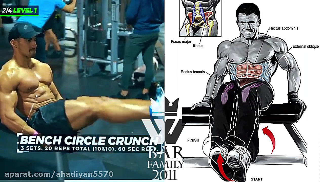 عضلات درگیر در حرکات شکم