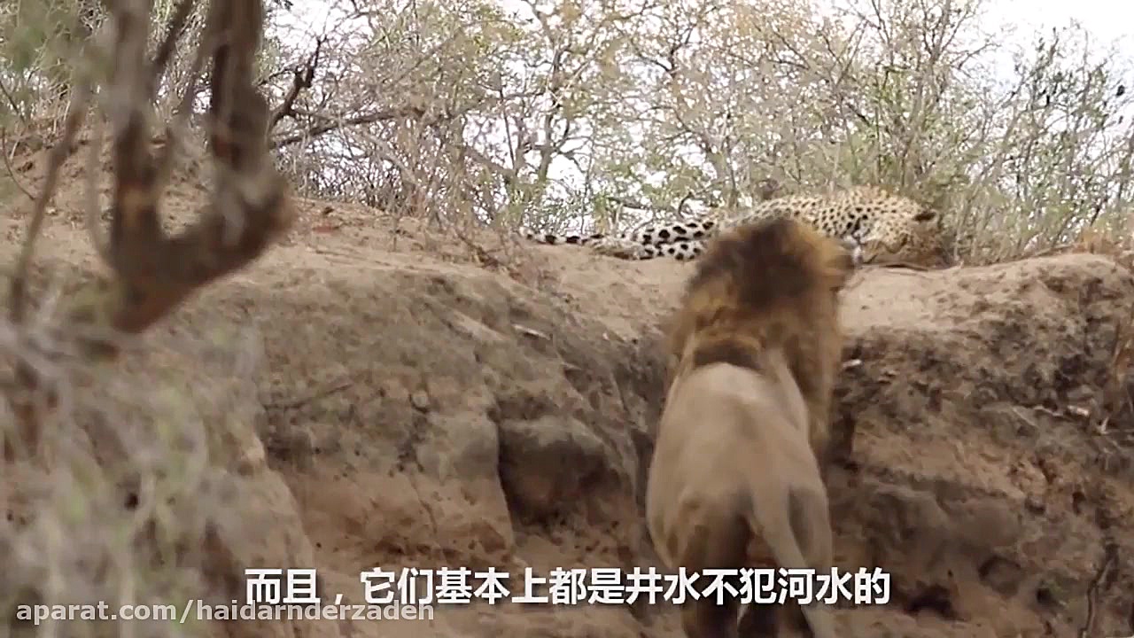 شیر دادن یک ماده شیر به توله پ...