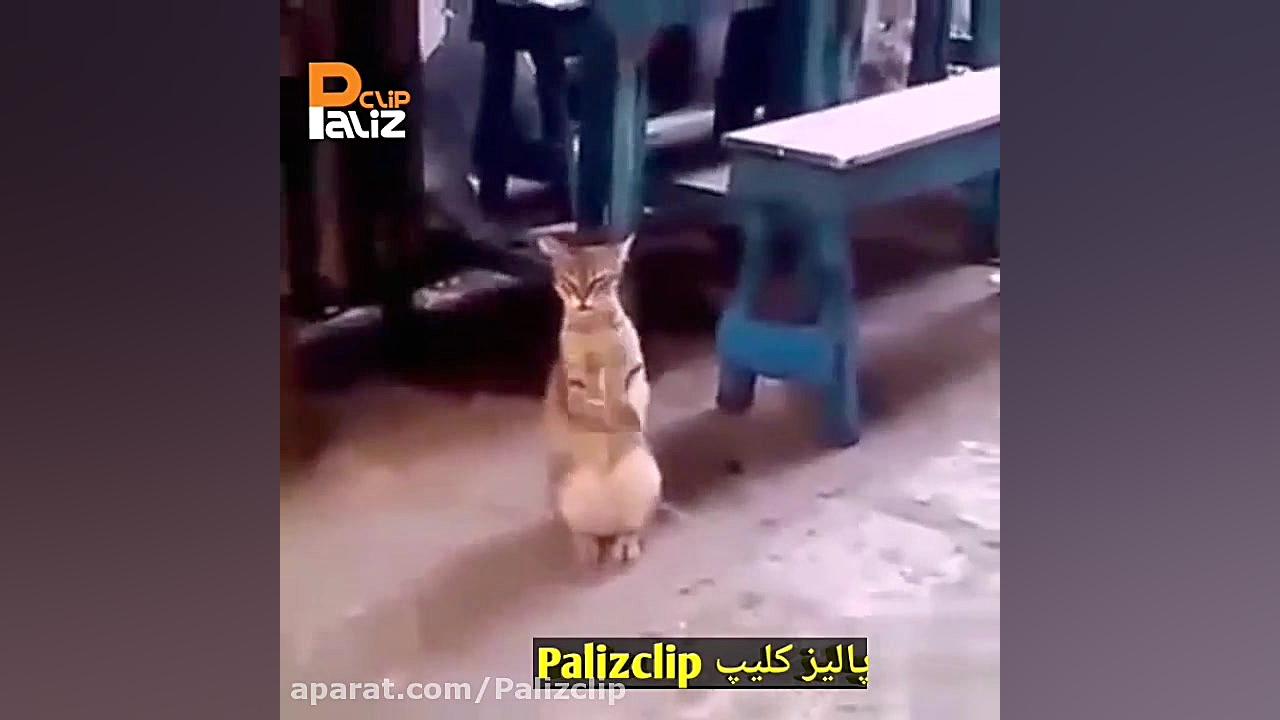 صدا گذرای های خنده دار