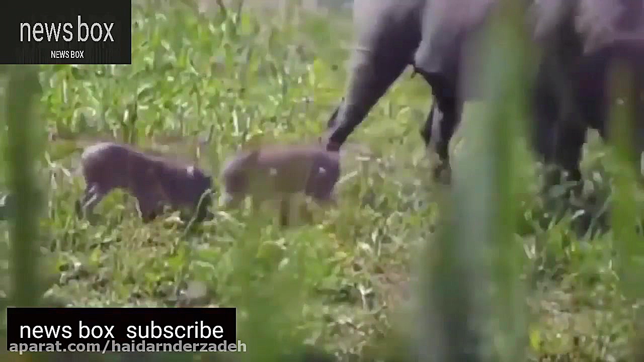 مستند حیوانات وحشی