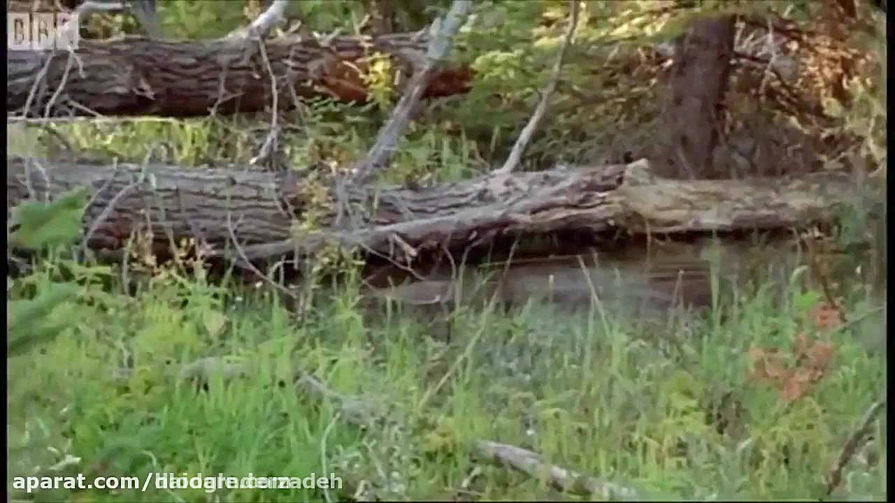 مستندجذاب حیات وحش