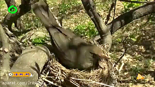 صبح دنا  کهگیلویه وبویراحمد  ک...