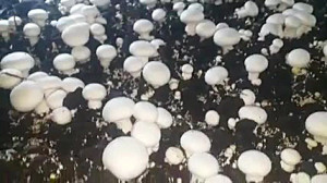 آموزش گام به گام پرورش قارچ