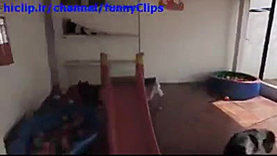 ذوق زدگی سگ