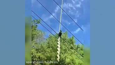 ویدیویی از هرس درختان با استفا...