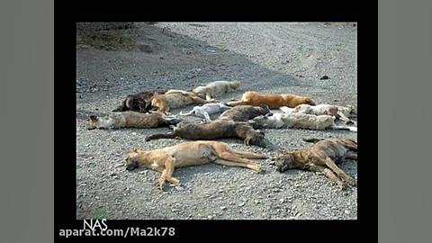 دیرین دیرین : سگ کشی | Dirin D...