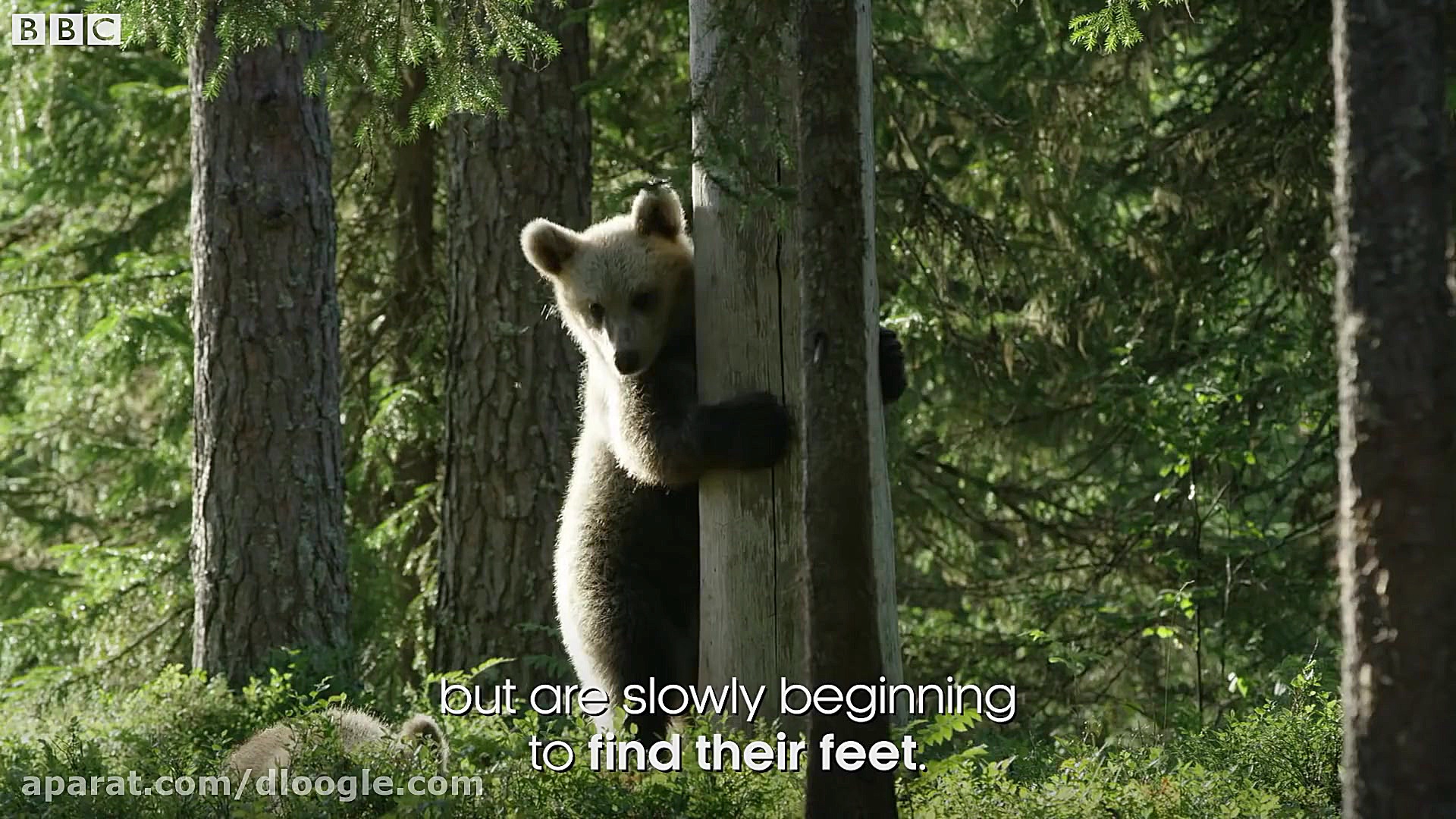 بچه خرس های بامزه