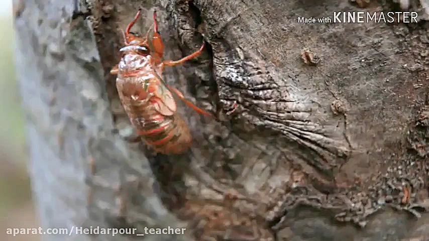 تدریس فصل بی مهره ها علوم تجرب...
