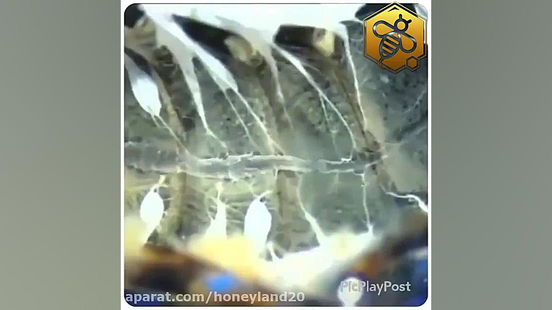 قلب و سیستم گردش خون زنبورعسل