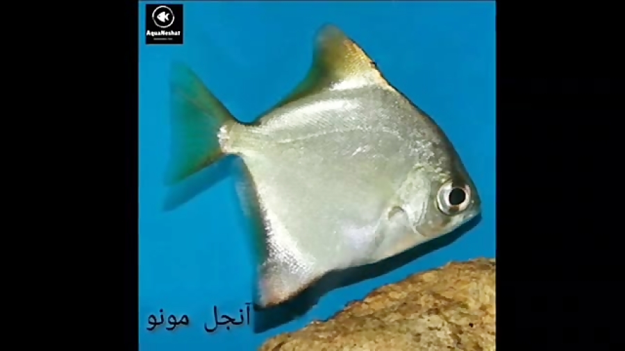 تولید و ساخت اکواریوم آب شیرین...