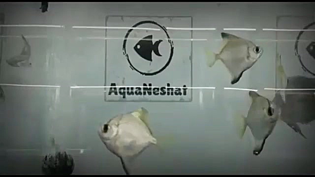 تولید و ساخت اکواریوم آب شیرین...