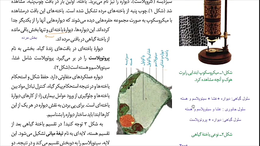 زیست دهم دیواره یاخته ای