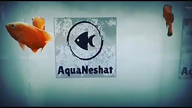 تولید و ساخت اکواریوم آب شیرین...