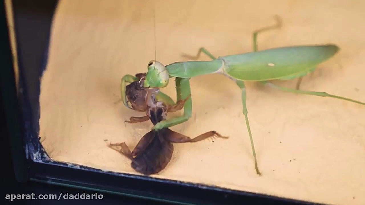 دنیای حیوانات | شکار جیرجیرک خ...