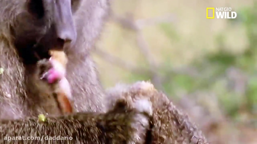 مستند حیات وحش | شکار وحشیانه...