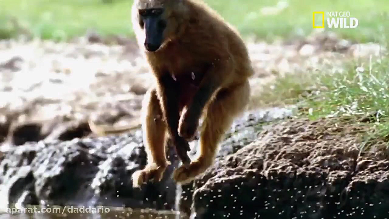 مستند حیات وحش | شکار وحشیانه...