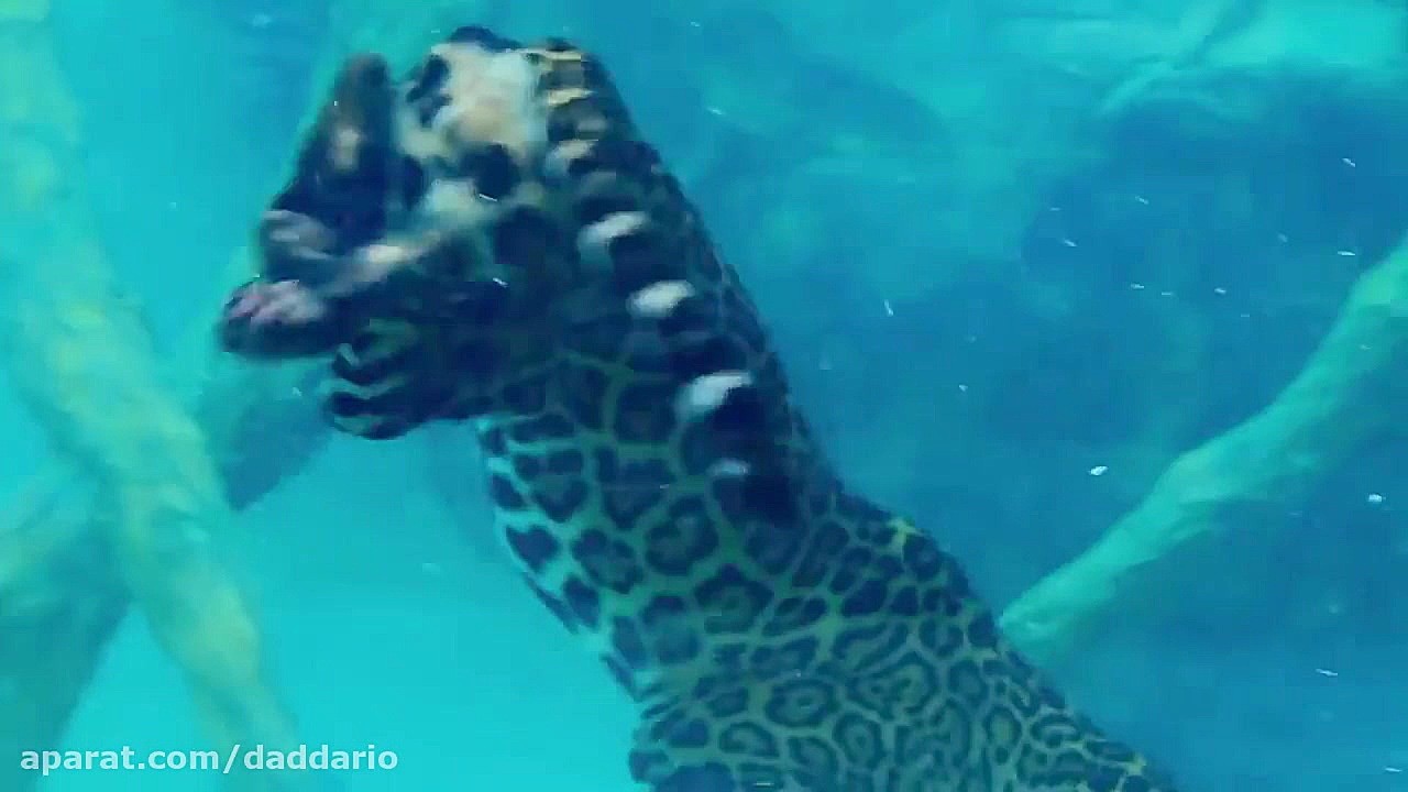 مستند حیات وحش | شکار برق آسای...