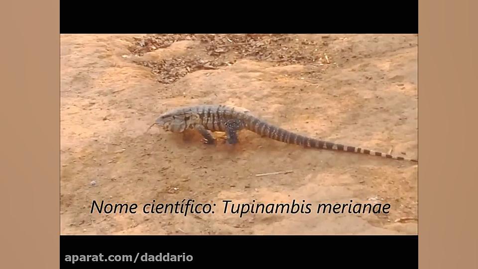 حمله جالب بزمجه به گربه