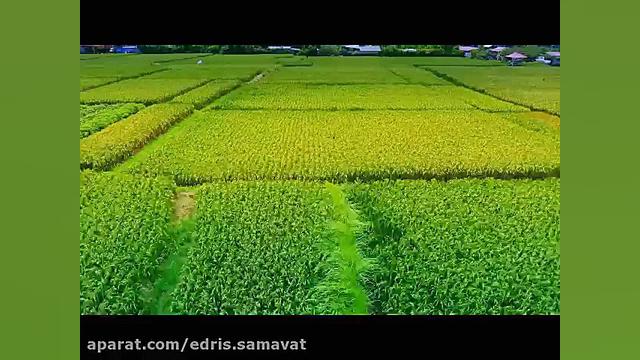 دکلمه امید احمدی