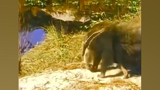 مستند حیات وحش | نبرد وحشیانه...