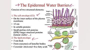 بافت شناسی پزشکی: پوست (بخش او...