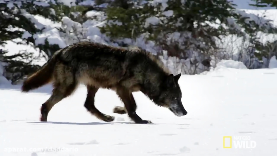 مستند حیات وحش | تلاش دسته گرگ...