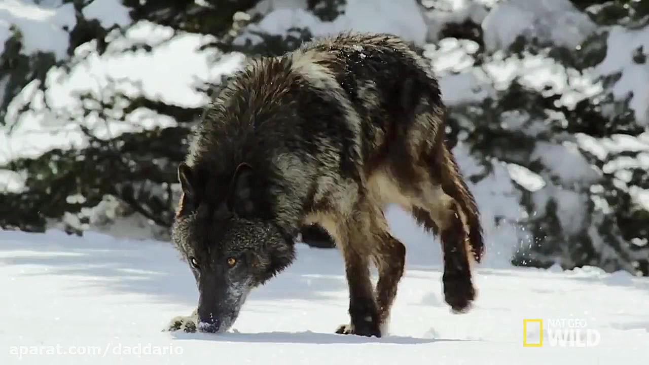 مستند حیات وحش | تلاش دسته گرگ...