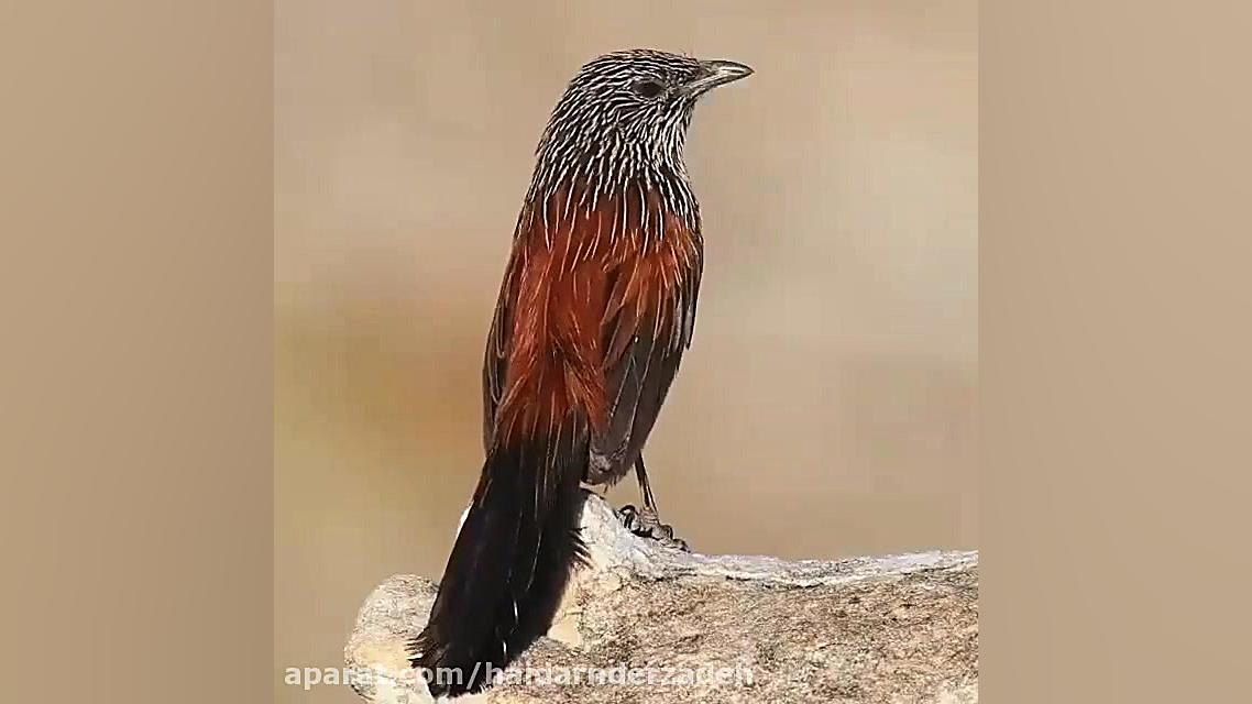 صدای زیبای پرنده ها