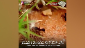 قراءت قرآن