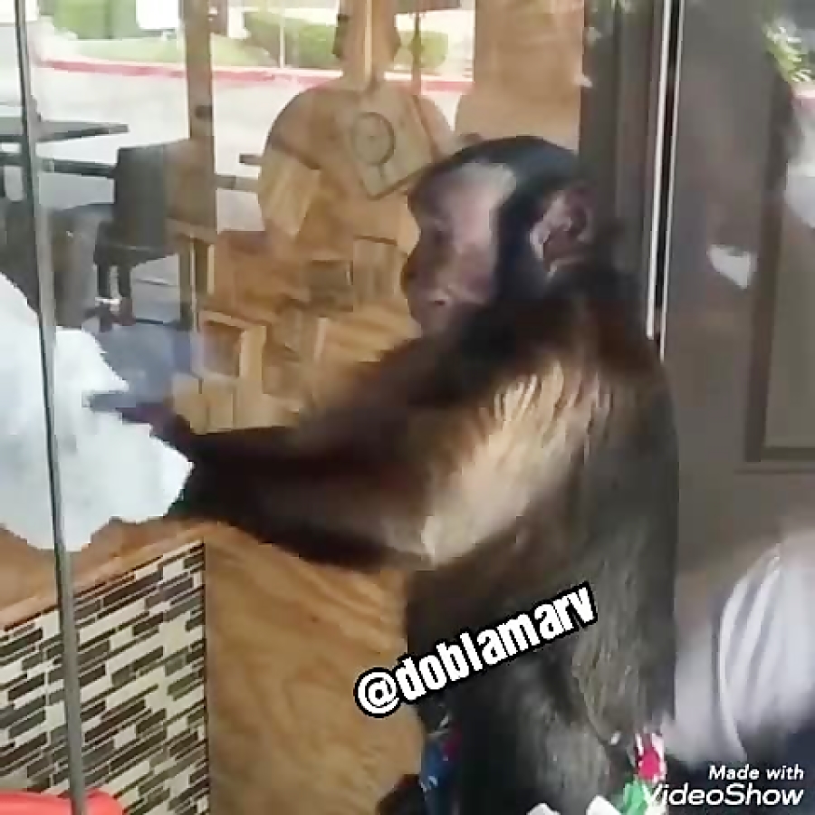 میمون خیلی جالب