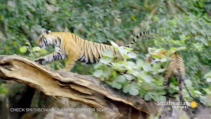 مستند حیات وحش دوبله فارسی