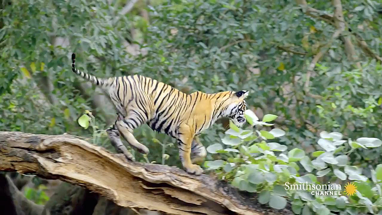 مستند حیات وحش دوبله فارسی