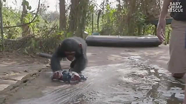 تصاویری از بازی کردن شامپانزه...