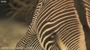رازبقاء  مستندحیات وحش  حیوانا...