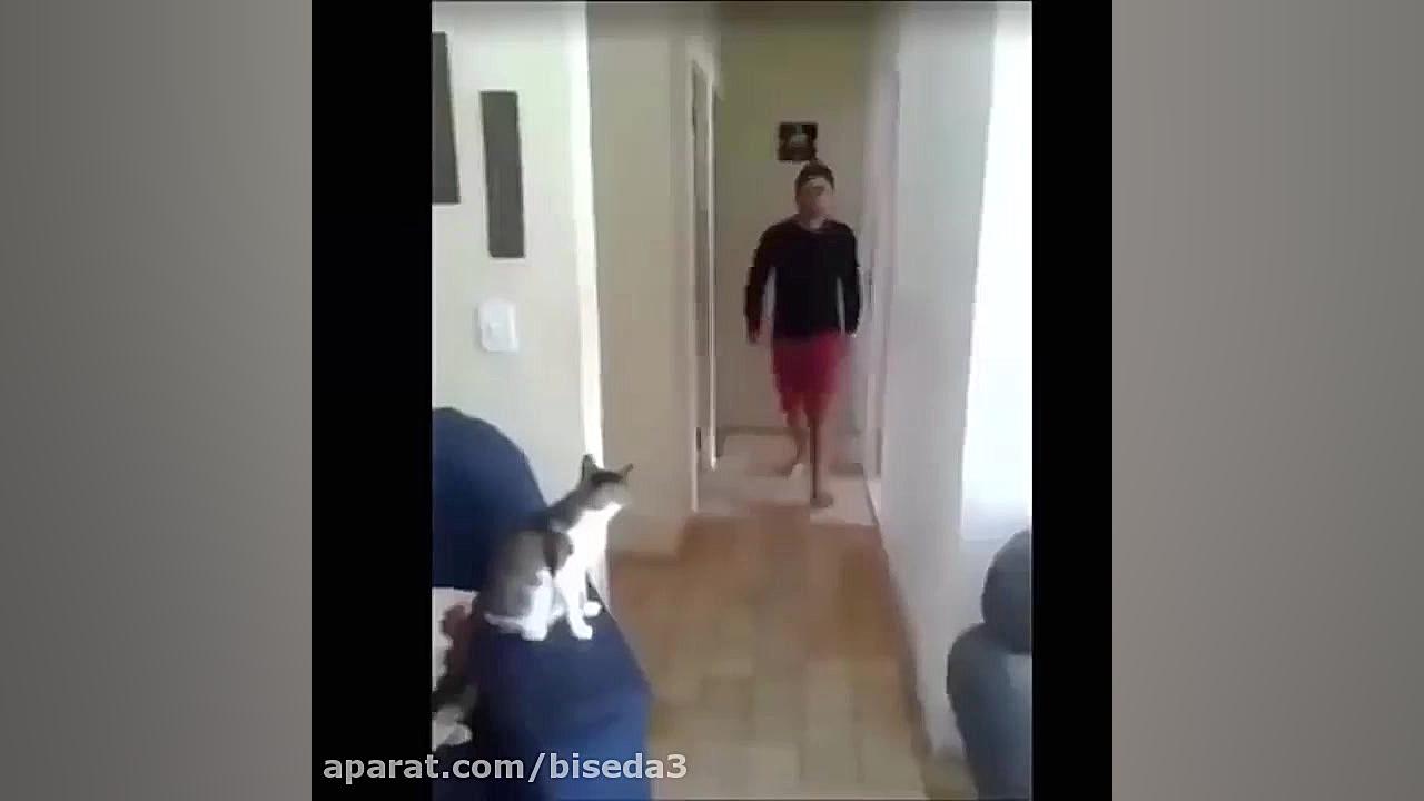 کلیپ طنز گربه ها