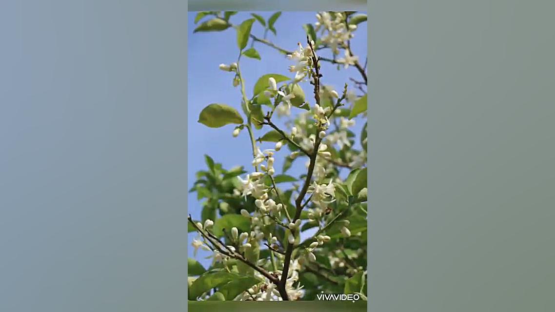 ترانه شاد بهاری  شکوفه های نار...