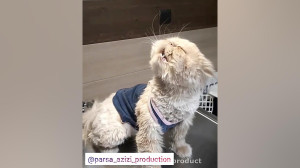 حرف زدن جالب گربه