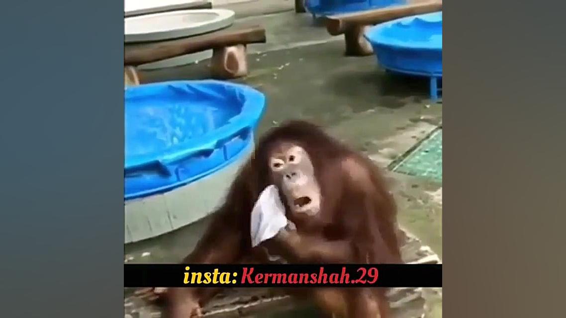 طنز میمون در مورد کورنا