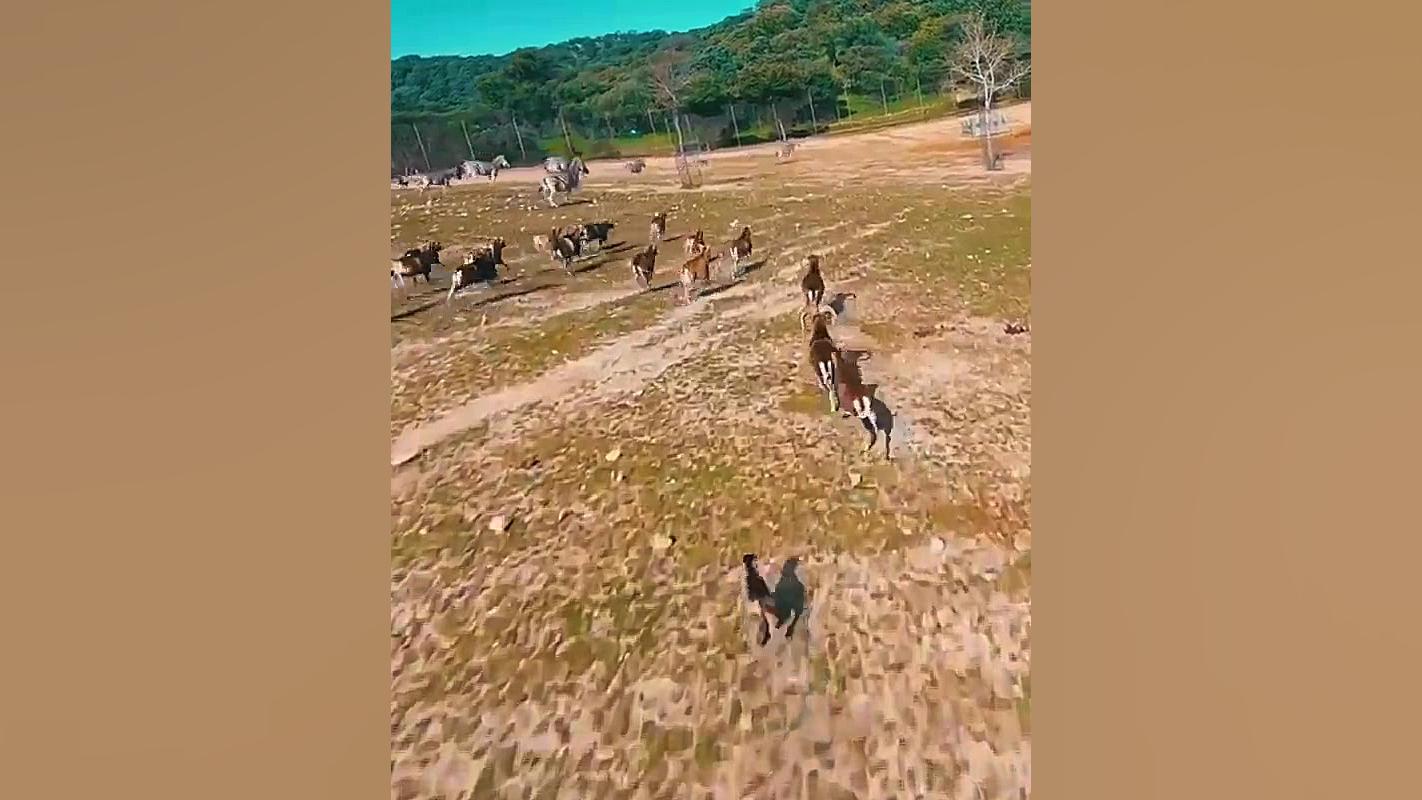 جفتک کل وحشی به پهپاد و سقوط د...