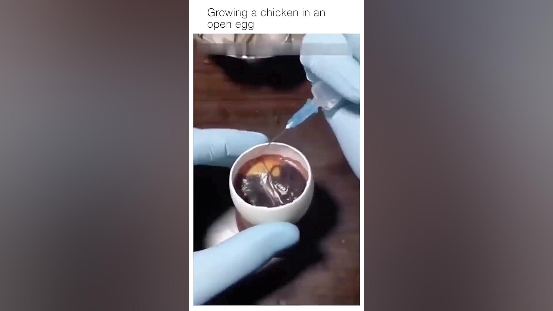 تبدیل تخم مرغ به جوجه به روش د...