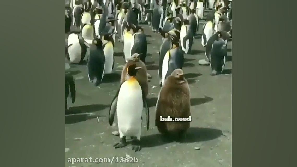 دابسمش مسخره کردن کرونا زمانی...