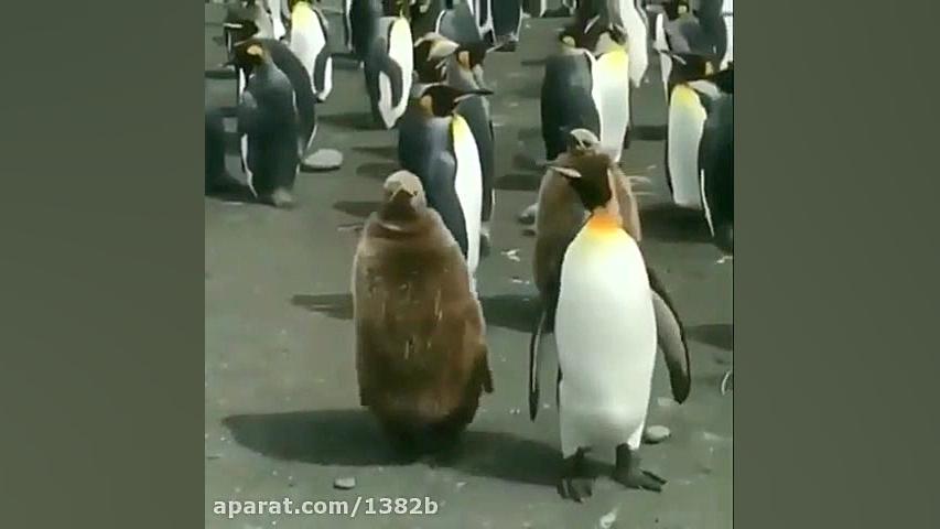 دابسمش مسخره کردن کرونا زمانی...