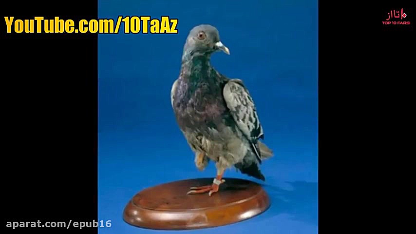 ۱۰ نکته باورنکردنی درباره جنگ...