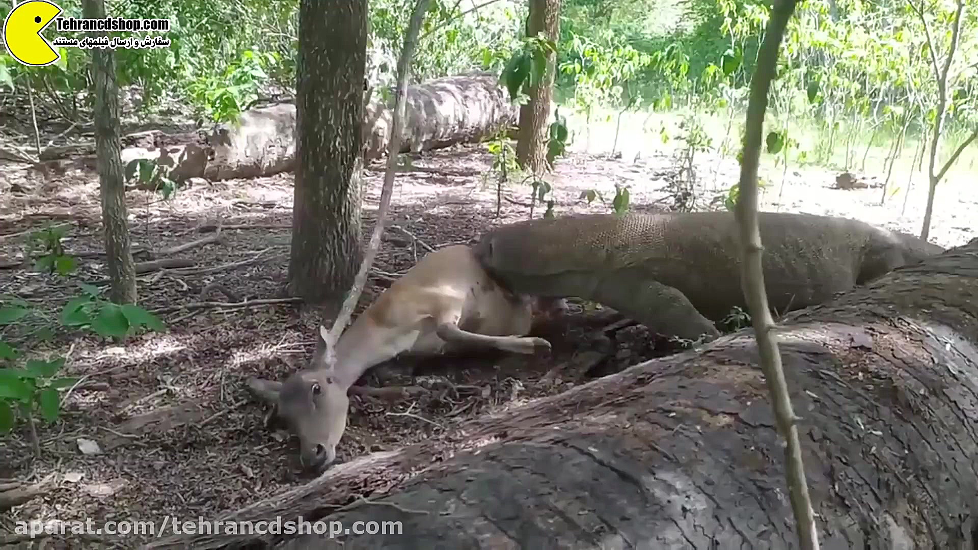 چند اژدهای کومودو گوزنی را زند...