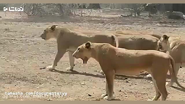 مستند حیات وحش