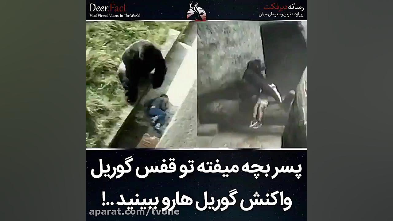 پسر بچه میوفته تو قفس گوریل وا...