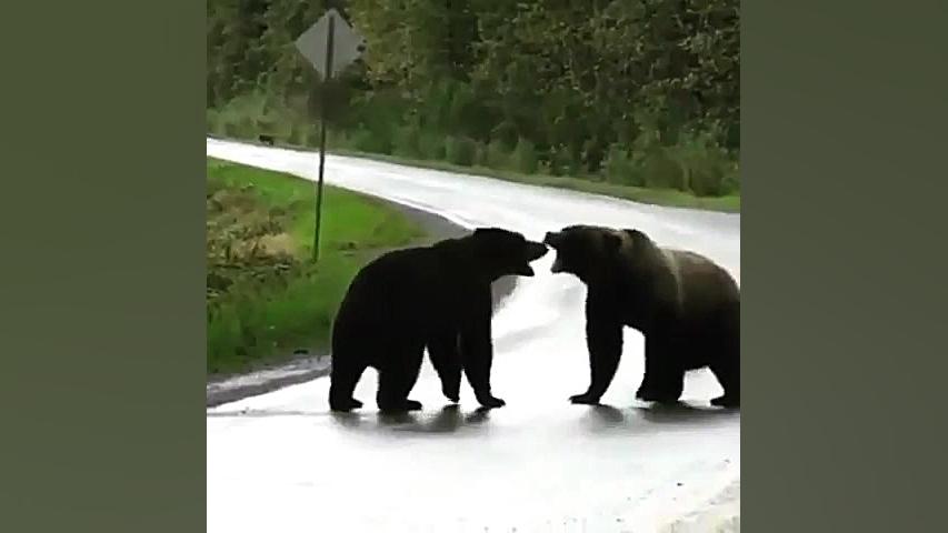 دعوای دو خرس وحشی