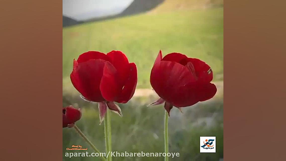 طبیعت بنارویه